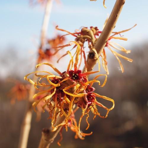 Yellow-orange flower with burgundy center yellow anthers and light-brown stems,