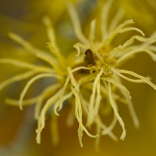 Yellow flowers with filaments and yellow style, burgundy anthers and stigma.