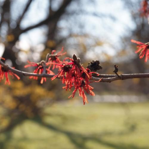 Red flowers with dark-brown stems.