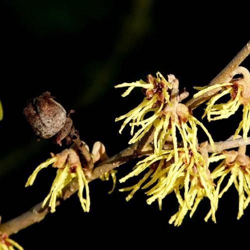 Yellow flower with burgundy center yellow anthers and light-brown stems