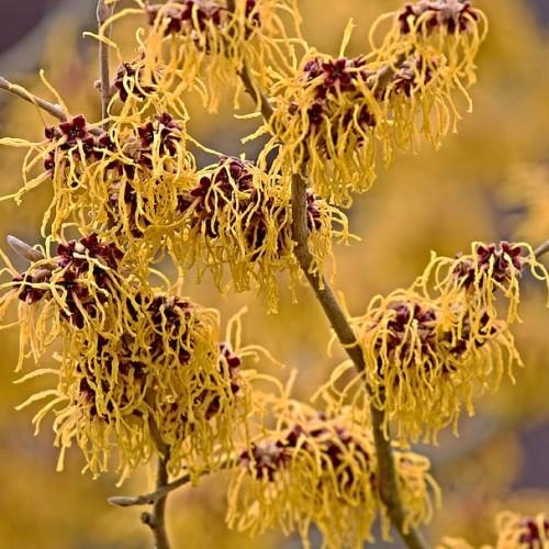 Yellow flower with burgundy center, yellow anthers and light-brown stems