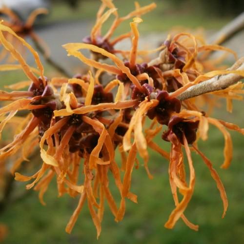 light-orange flower with burgundy center, yellow anthers and light-brown stems