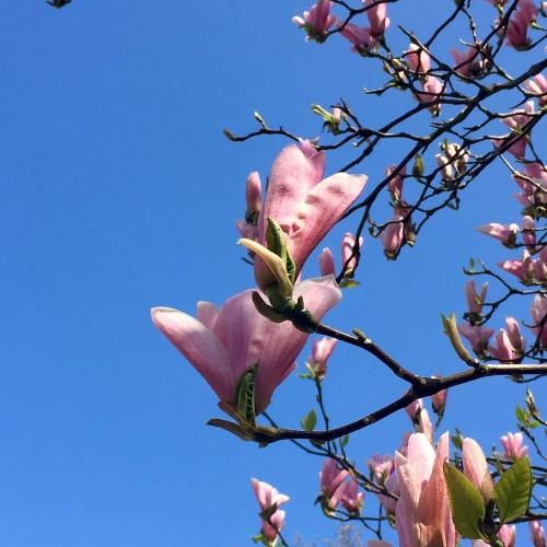 light-pink flowers and buds with lime leaves and dark-brown branches