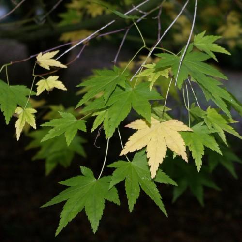 Green leaves with yellow petiole and midrib, silver-brown stems.