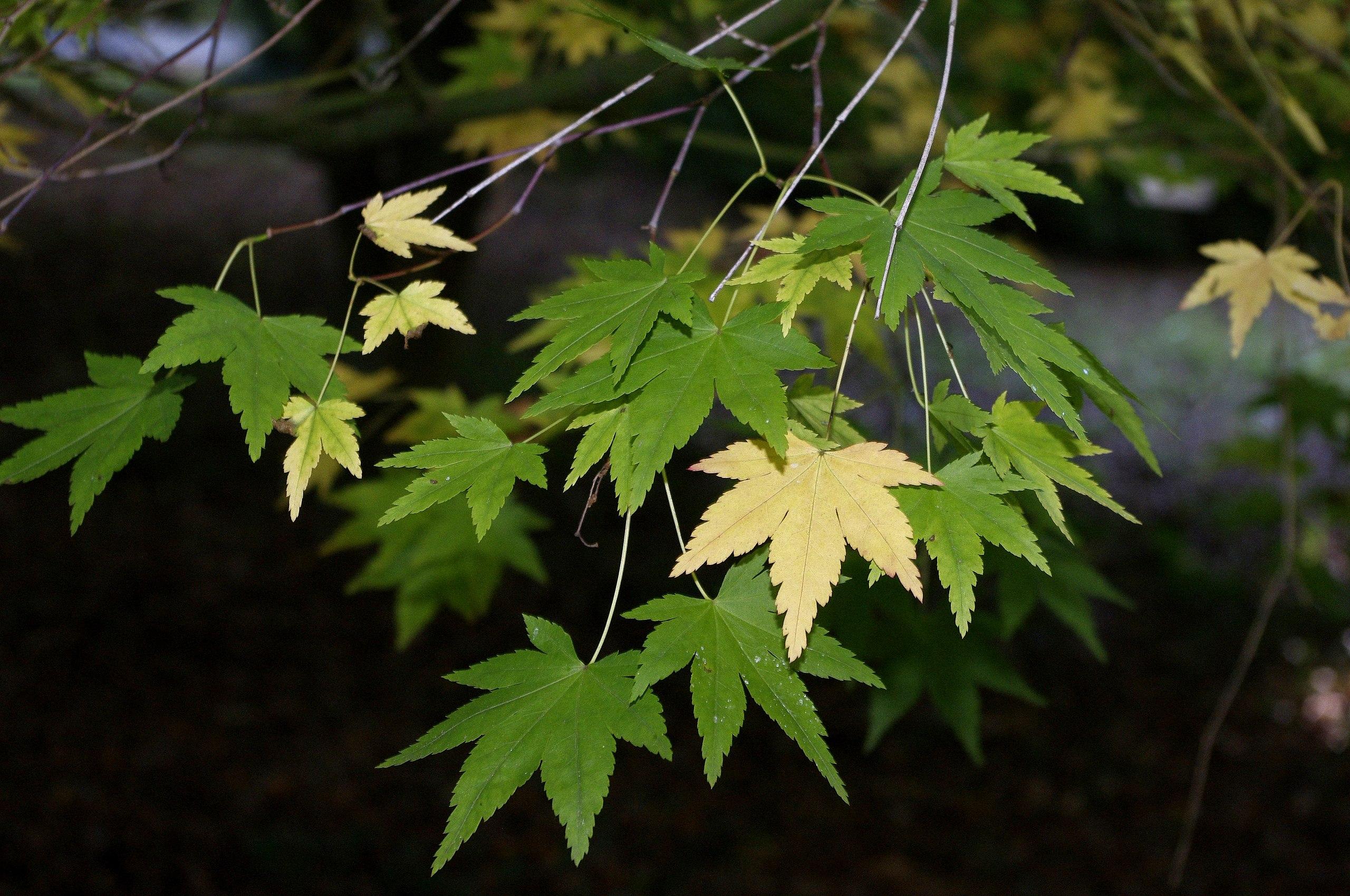 Green leaves with yellow petiole and midrib, silver-brown stems.