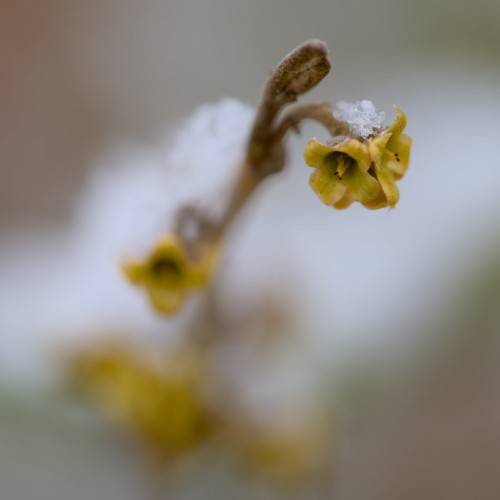 small, olive-colored, cup-shaped flowers with brown stem 