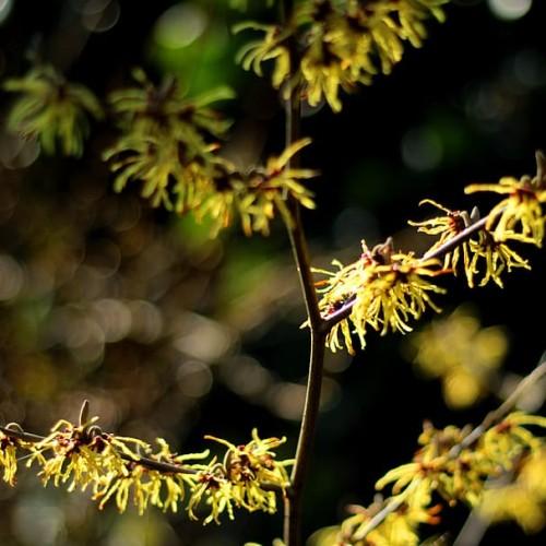 Yellow flower with burgundy center, yellow anthers and brown stems