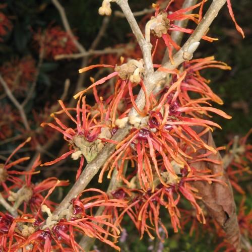 Orange-red flower with burgundy center, yellow anthers, light-brown stems and buds.