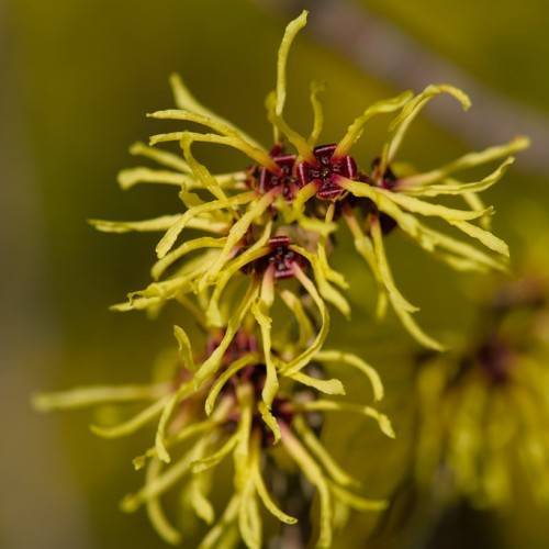 spider-like, olive green flowers with magenta sepals