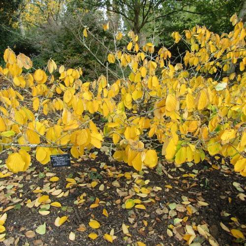 yellow-colored, round leaves with smooth margins and woody gray stems