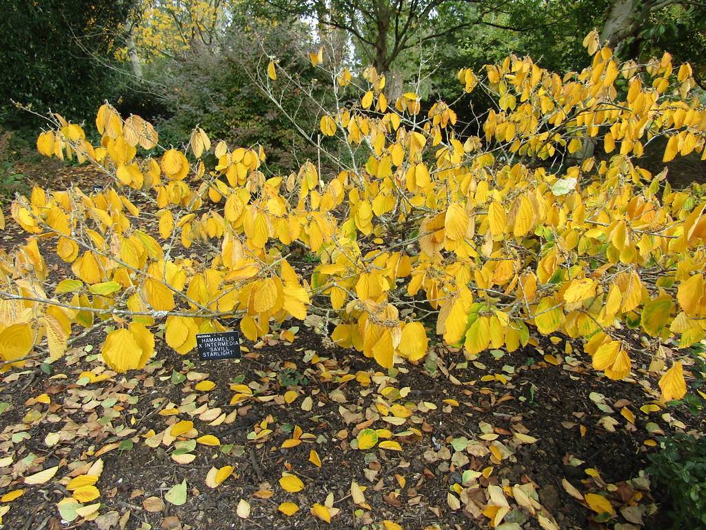 yellow-colored, round leaves with smooth margins and woody gray stems