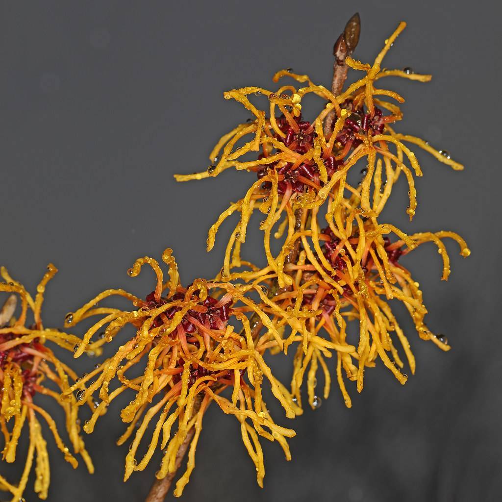 yellow-orange, spider-like flowers with deep red sepals