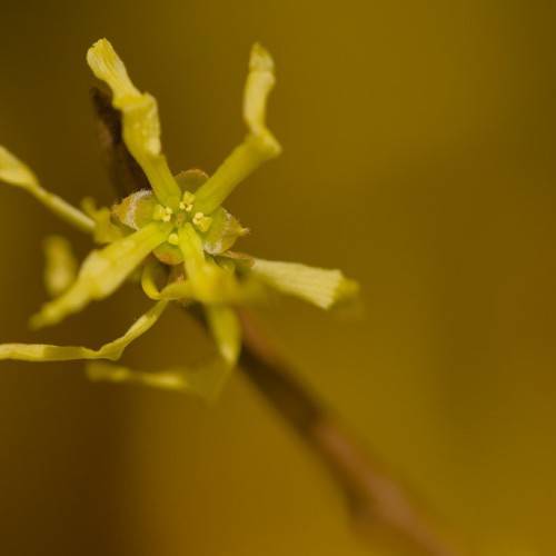 olive colored flower with olive sepals and brown stem
