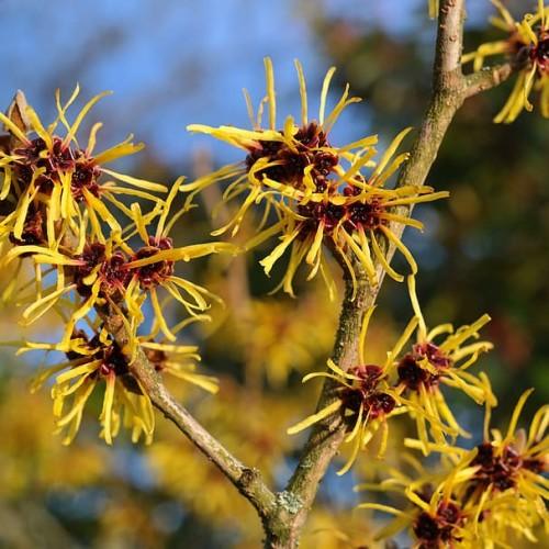Yellow flower with burgundy center, yellow anthers and light-brown stems