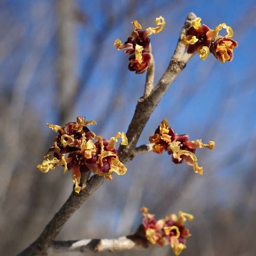 yellow-colored, small flowers with burgundy sepals and gray-brown stems