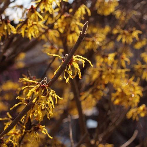dark yellow fibers-like flowers with dark brown smooth stems