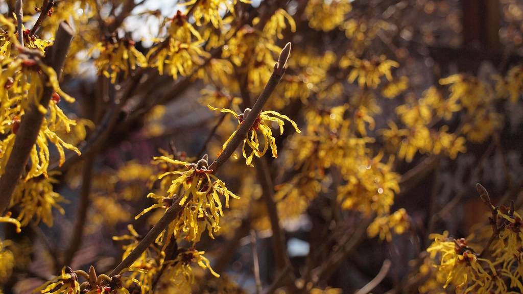 dark yellow fibers-like flowers with dark brown smooth stems