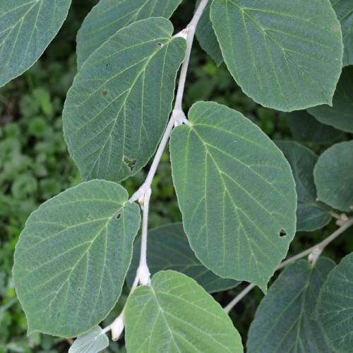 blue-green, oval-shaped leaves with green midribs and gray stems
