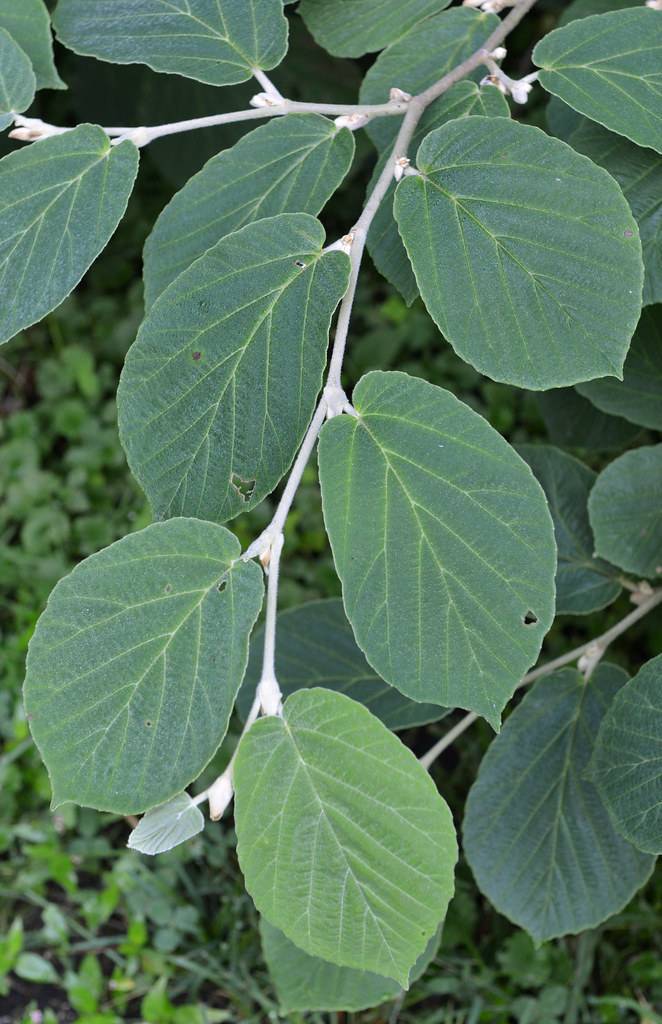 blue-green, oval-shaped leaves with green midribs and gray stems