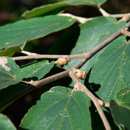 dark green leaves with lobed margins and brown steems