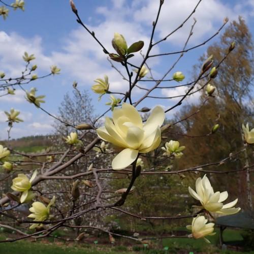 light-yellow flowers and buds with brown branches