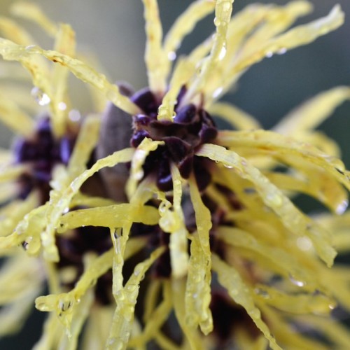 Light-yellow flower with black-burgundy center.