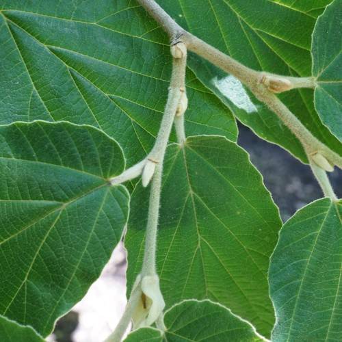 dark green leaves with lobed margins and gray-brown stems