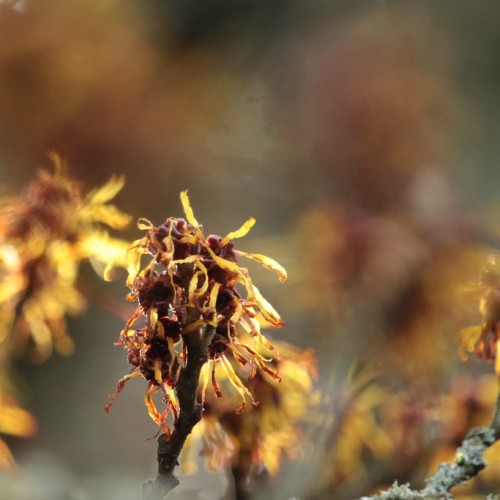 Yellow flower with burgundy center and brown stems.