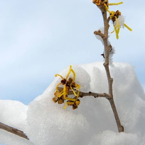 orange-yellow, spider-like flowers with brown woody stems and burgundy sepals