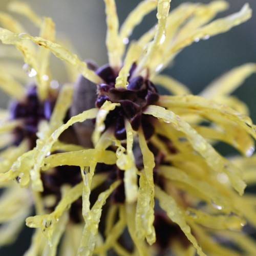 pale-creamy flowers with needle-like petals and deep burgundy sepals