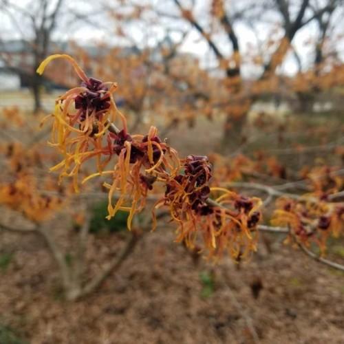 Orange flower with burgundy center, yellow anthers and dark-brown stems