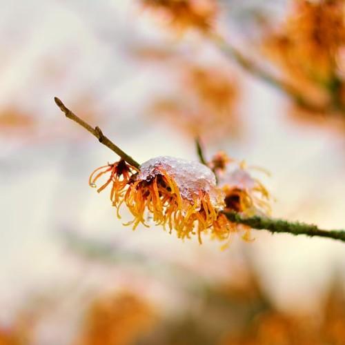 Yellow-orange flower with burgundy center, and dark-brown stems