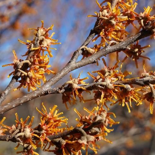 Yellow-orange flower with light-brown sepal and dark-brown stems
