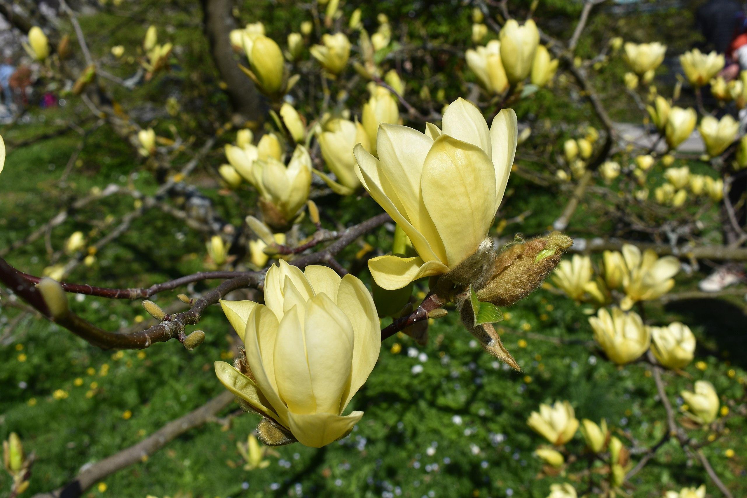 yellow flowers with brown buds, green foliage and brown branches