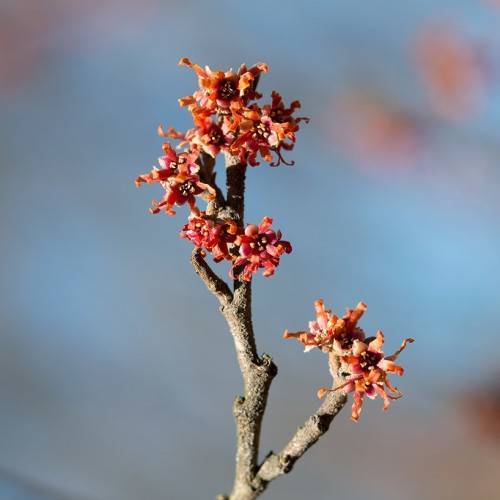 clusters of reddish-orange, small flowers on woody, brown stems