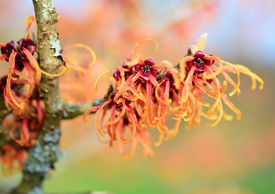 Yellow-orange flower with burgundy center yellow anthers and green stems