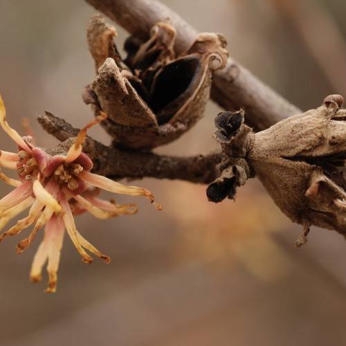 creamy pink, spider-like flowers with leathery chocolate brown sepals and stems