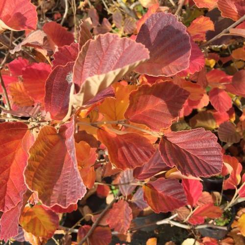 broad, oval-shaped, lobed, red to burgundy leaves with brown stems