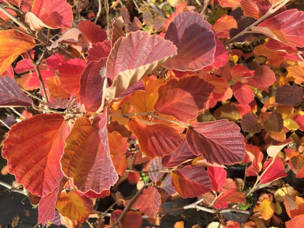 broad, oval-shaped, lobed, red to burgundy leaves with brown stems