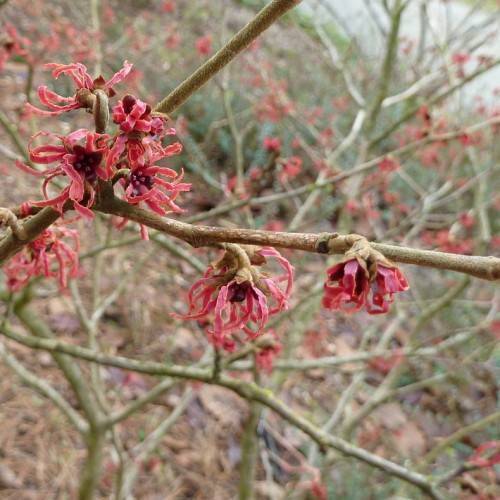 red colored, spider-like, small flowers with deep red stamens, brown sepals, and brown stems