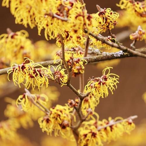 Yellow flower with burgundy center, yellow anthers and dark-brown stems