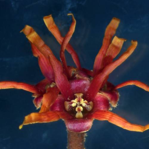 orange to burgundy, spider-like flower with creamy yellow stamens and burgundy sepal