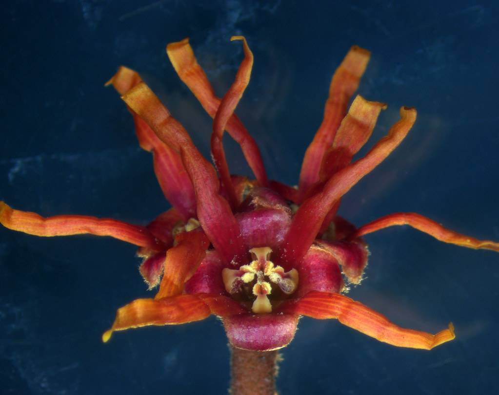 orange to burgundy, spider-like flower with creamy yellow stamens and burgundy sepal