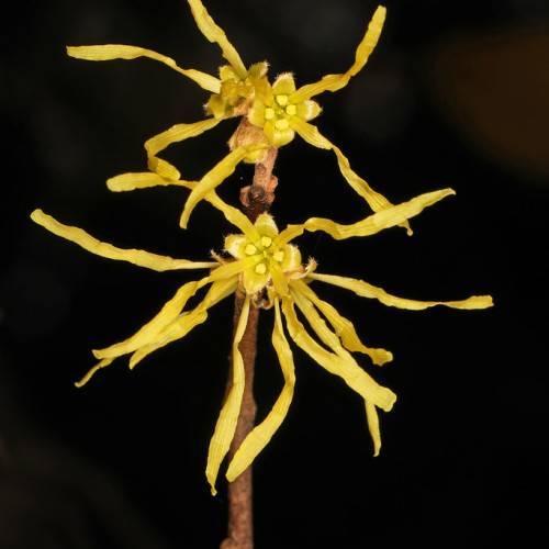 lime-yellow small flowers with narrow, needle-like, curvy petals and woody brown stems