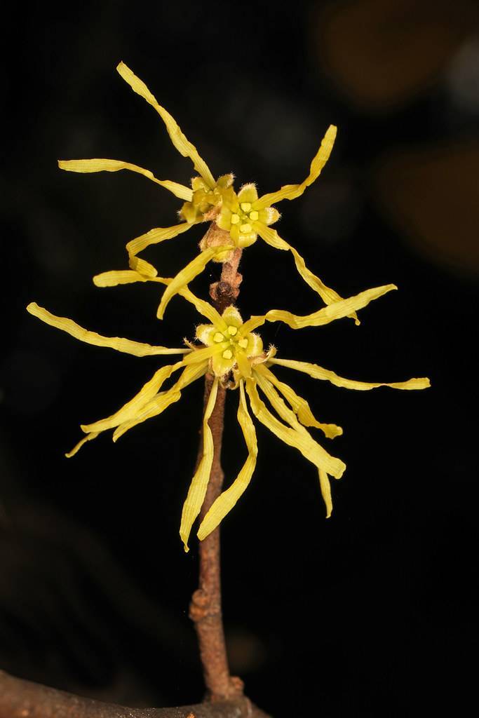 lime-yellow small flowers with narrow, needle-like, curvy petals and woody brown stems
