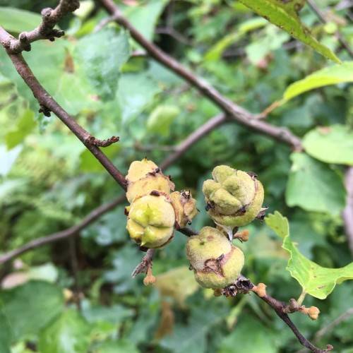 velvety, yellow-green, drupe-like flowers with yellow-green sepals, green, lobed leaves and dark brown stems