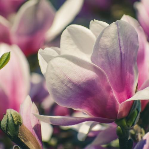 pink-white flowers with lime sepals and leaves