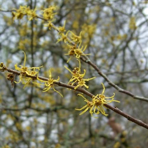 Yellow flower with yellow anthers and dark-brown stems.