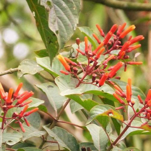cluster of reddish-orange, tubular, small flowers with deep red sepals and stems and green smooth leaves
