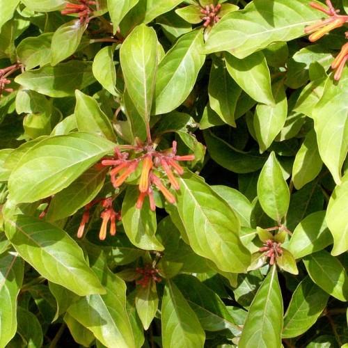 Red-yellow flowers with lime leaves and red-brown stems, yellow midrib and veins.